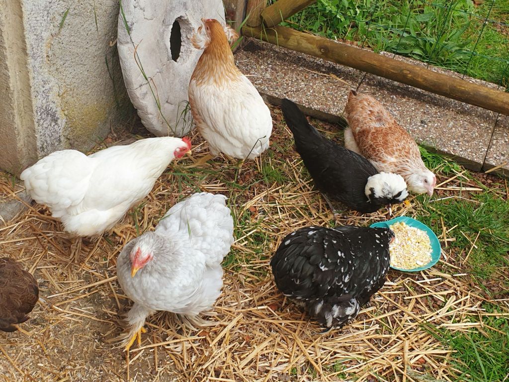 Scharrel eitjes, elke dag! 