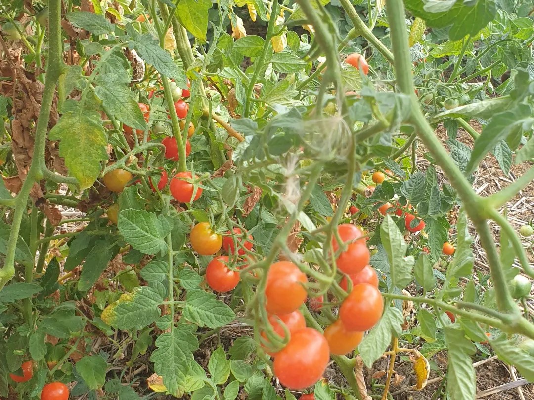 De smaak van verse moestuintomaten of zorgvuldig gekozen biologische tomaten verheft elk gerecht, waarbij hun rijke, authentieke smaken altijd doorschijnen.