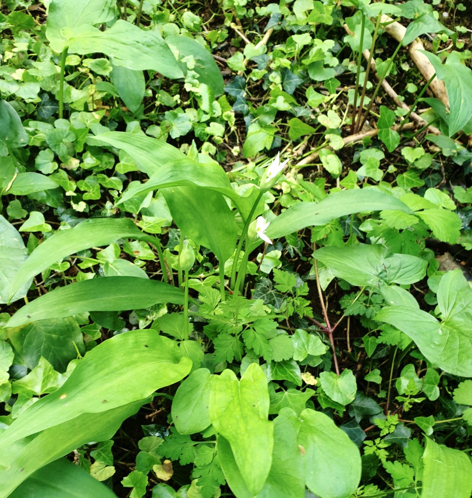 Daslooksoep is een lichte en aromatische lentemaaltijd die perfect is voor het benutten van de verse daslook die in het wild of in de tuin groeit. Deze soep combineert de subtiele knoflooksmaak van daslook met een romige textuur, wat resulteert in een hartverwarmend en smaakvol gerecht. Eenvoudig te bereiden met slechts een paar ingrediënten, is daslooksoep een uitstekende manier om de lente te vieren en te genieten van lokale, seizoensgebonden producten. Het is niet alleen voedzaam maar ook heilzaam, aangezien daslook bekend staat om zijn gezondheidsbevorderende eigenschappen. Serveer deze soep met een knapperig stuk brood voor een eenvoudige, doch bevredigende maaltijd.