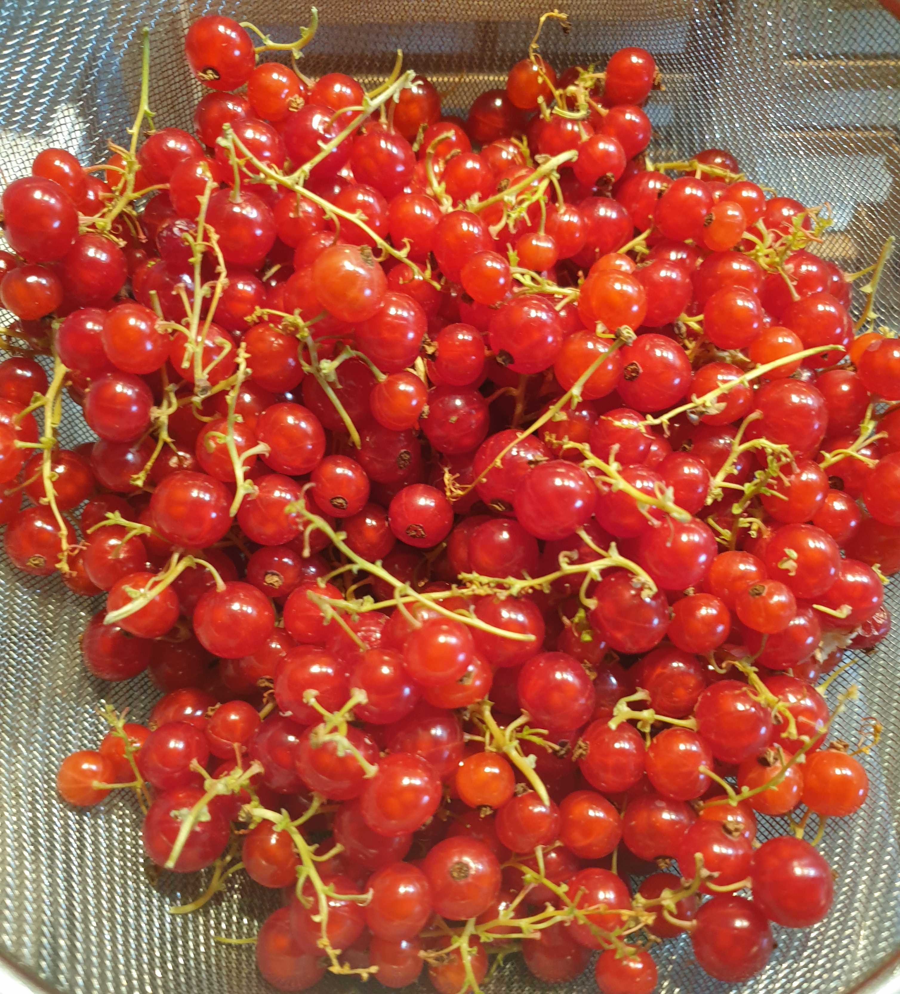 Vers, onbespoten fruit of het biologische alternatief: een keuze die je niet alleen ziet, maar vooral proeft in elke sappige, smaakvolle hap.