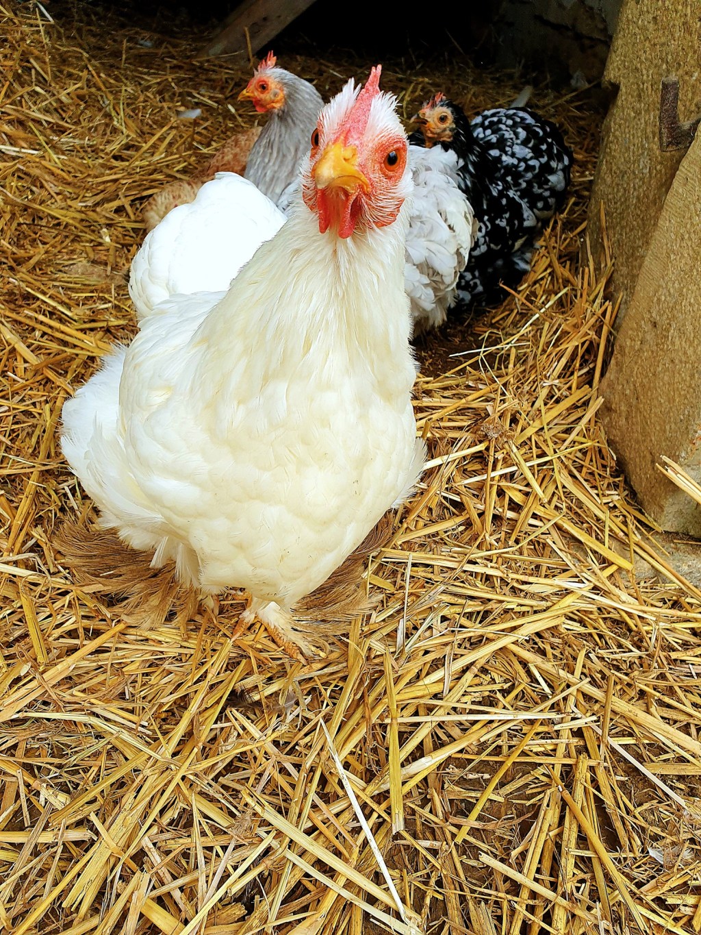 Moestuin-verhuizing & kippenfeestje, een Bourgondische&nbsp;zaterdag