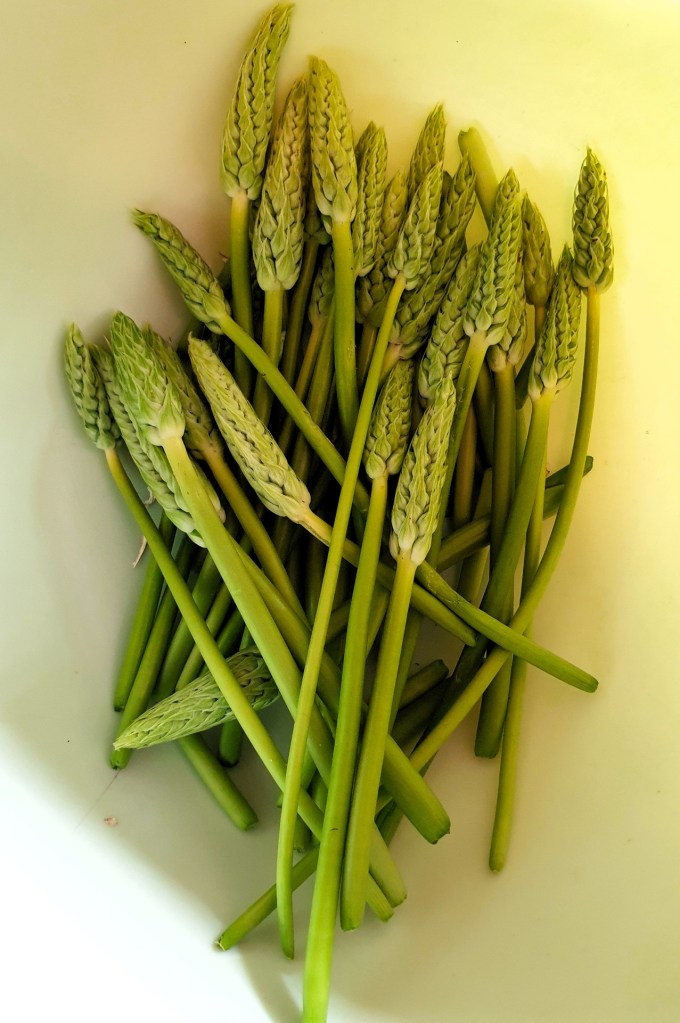 🌿 Pien’s mooiste ochtenden beginnen vroeg, met Lies en een mandje vol wilde asperges.
We plukken ze in ons voedselbos in de Bourgogne – zacht, fris en vol smaak.
Ze zijn geen echte asperges, maar familie van de hyacint, en heerlijk in salades, noedels of een omelet.
Na 3 minuten blancheren en een koud badje zijn ze perfect!
Wist je dat ze vol zitten met vitamines én diervriendelijk zijn als je met mate plukt?