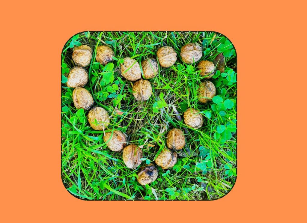 Bourgondische ode aan de&nbsp;herfst